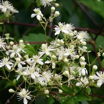 Virgins Bower Clematis Seeds Organic Clematis Virginiana Seeds White Out... - $10.99
