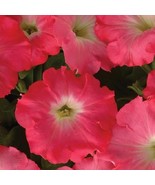 FMG Bin1R8D5 Easy Wave Rosy Dawn Petunia Trailing Petunia 25 Pelleted Pl... - €15,13 EUR