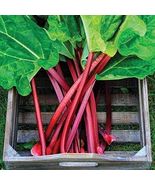 20 seeds, RHUBARB (Pieplant) Rheum Rhabarbarum Vegetable, perennial - $5.00