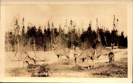 Real Photo POSTCARD- Winter Scene Of Deer Feeding, St. Ignace, Michigan BK52 - £4.30 GBP