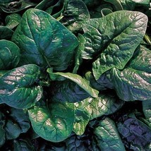 Komatsuna Mustard Spinach Plant Seeds - $6.99