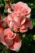 PWO 25 Seeds Coral Rose Flower /Fragrant Flower / Best Seller - $7.20