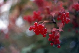 SEED- Viburnum trilobum, American cranberrybush, high bush cranberry - $5.73+