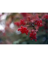 SEED- Viburnum trilobum, American cranberrybush, high bush cranberry - $5.44+