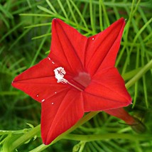 Cypress Vine Plant (Ipomoea Quamoclit Cypress) Seeds USA SELLER - $13.82