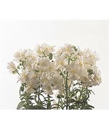 SMX Nemesia Poetry Series White Annual Seeds Indoor Gardening - $39.02 CAD
