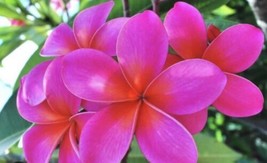  Pink Hawaiian Plumeria Franjipani 8”-12&quot; Cutting + Angel Trumpet - £13.45 GBP