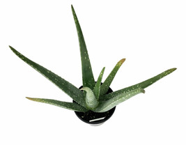 Aloe Vera Plant 4&quot; Pot - living room - houseplant - gardening - £33.20 GBP