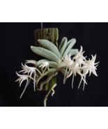 CYRTORCHIS CRASSIFOLIA SMALL ORCHID MOUNTED - $89.00