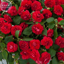 New Fresh Impatiens Balsamina Red Garden Balsam Seeds - $4.72