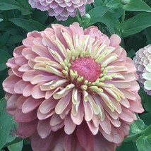 Organic Queen Lime Red Zinnia US Fast Shipping - $4.50
