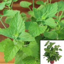 Catnip Nepeta Cataria 4inches Pot Veggies Plant Nepeta Cataria cat live plant - £10.27 GBP