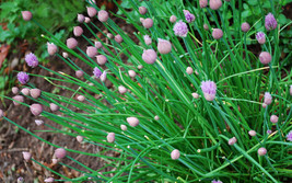 allium schoenoprasum – polyvert seed - £5.89 GBP