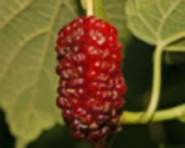 1 year old Red Mulberry (Morus rubra) plant, bare root 6-14” tall - £15.23 GBP