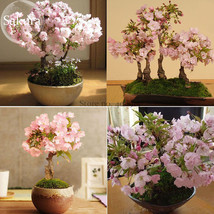 Bonsai Organic Ornamental Oriental Cherry Blossoms Sakura 20 seeds perennial big - £5.48 GBP