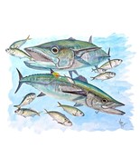 KING MACKEREL KINGFISH MENHADEN High Quality Graphic Decal Car Boat Cup ... - $128.49 MXN+