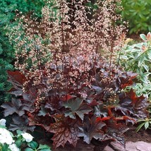 50 Palace Purple Coral Bells Heuchera Flower Seeds Fast Ship Fresh Seeds USA SEL - $13.98