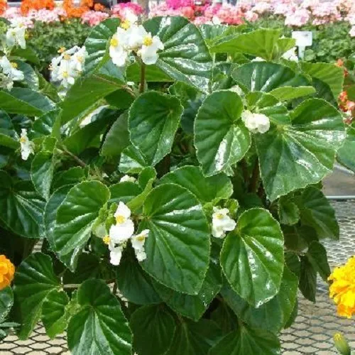 Begonia Seeds Higro White 50 Pelleted Seeds Flower Seeds Wax Begonia Seeds Fresh - $29.50