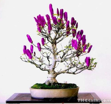 30  pcs/Bag Mini Magnolia Bonsai, Beautiful Flower Indoor or Ourdoor Potted Plan - £3.59 GBP