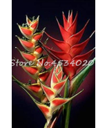 100 Pcs Heliconia Plant Perennial Flower Plants Semillas De Plantas Rara... - $14.90