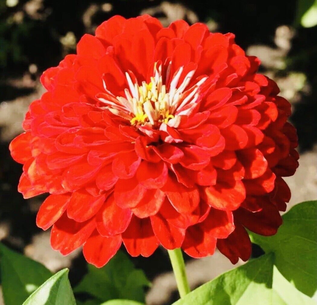 Zinnia Cherry Queen Flower Seeds Fresh Harvest New Fresh  - $3.98