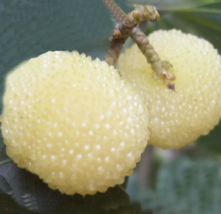 Yangmei Myrica Rubra Trees (Different Varieties). 4 Years Old Grafted - $219.99