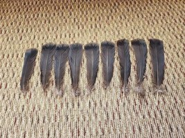 P28 Lot of 9 Black Turkey Tail Feather - £15.56 GBP