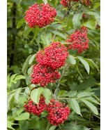 SEPTH Sambucus Racemosa Seeds Red Elder Elderberry Cold Resistant Perennial - $12.21 CAD