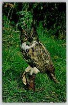 Owl Perched On Tree Stump Postcard M23 - £3.15 GBP