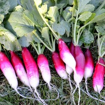 French Breakfast Radish Seeds 200 Ct Vegetable Garden Fresh Garden Seeds - £3.39 GBP