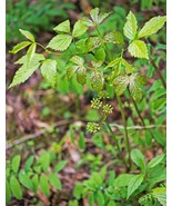 Wild Sarsaparilla Plant 20 Seeds - $347.26 MXN