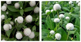 60 Seeds White Flower Gomphrena Globosa Bonsai long flowering ornamental... - £11.98 GBP