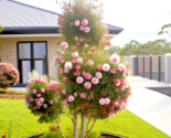 50 Pink Melaleuca Tea Tree Oil Seed Showy Honey Myrtle Shrub Pom Pom Flo... - £6.32 GBP