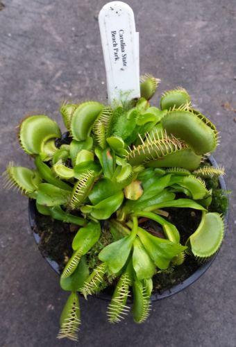 Dionaea muscipula Carolina Beach Venus flytrap