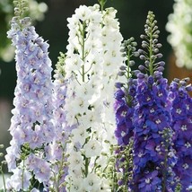 VP Guardian Mix Delphinium Perennial Flower Garden Flowers USA 50 Seeds - £5.36 GBP