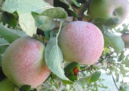 Hauer Pippin Apple tree grafted 5x5x12 inches pot size 1 year old - $85.00