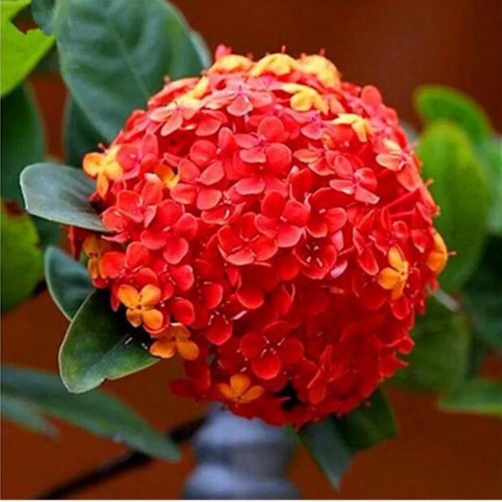 Red Orange Hydrangea Flower Bush Plant Usa Seller 8B 20 Seeds - £7.10 GBP