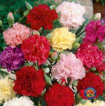 200 Clove Carnation Seeds Chabaud Mix Doubles Dianthus Caryophyllus Fresh Garden - £11.72 GBP