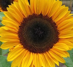 Horizon Sunflower Seeds 15 Seeds Gardening Fresh USA Seller - $11.38