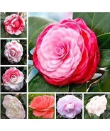 Rainbow Camellia Flower Seed Potted Plants Light Fragrant Flower Plant S... - $10.87
