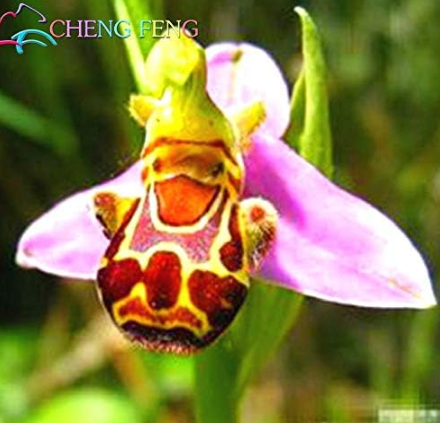 Orchid Rare And Beautiful Balcony Monkey Face Butterfly Flower Color: Mu... - $16.99