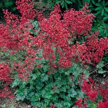 Perennial Plants Heuchera Bressingham 50 Thru 250 Coral Bells Fresh Seeds USA Se - $16.00