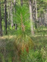 20 Seeds Longleaf Pine Or Pinus Palustris - £7.89 GBP