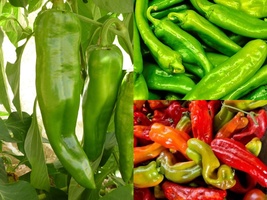 Variety Size Anaheim Chile Hot Pepper NON-GMO Chili Seeds - £9.29 GBP+