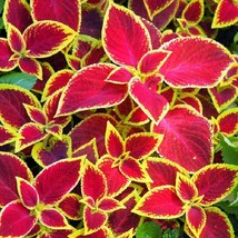 Coleus Seeds Wizard Scarlet 50 Thru 1000 Seeds Fresh Seeds USA - $18.79