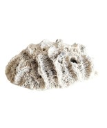 Fossilized Brain Coral Piece Maine Coast Nautical Collectibles Atlantic ... - $54.66 CAD