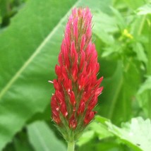 CLOVER CRIMSON, 2000 SEEDS R - £13.02 GBP