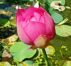 Free Shipping Nelumbo Nucifera Red 5 Seeds - £16.77 GBP