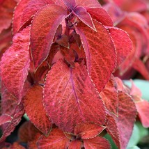 Coleus Seeds Wizard Sunset 50 Thru 1000 Seeds Fresh Seeds USA - $21.55