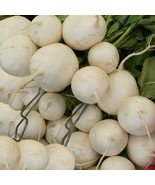 SEPTH Detroit White Beet Seeds Beta Vulgaris B14 - $8.37
